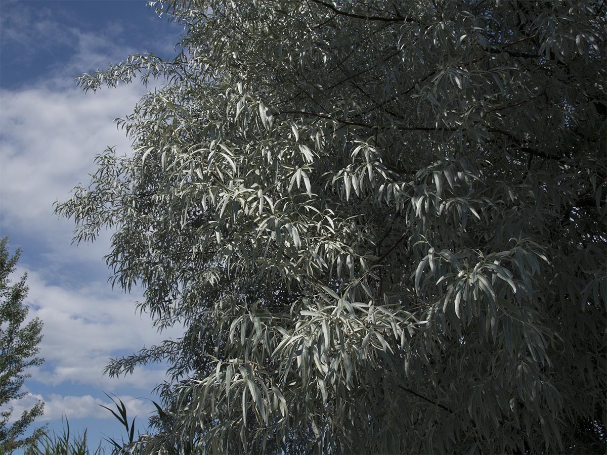 Eleagnus angustifolia